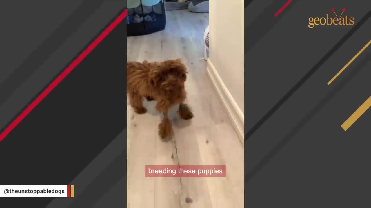 A small, fluffy brown dog stands on a light-colored wooden floor, looking directly at the camera.