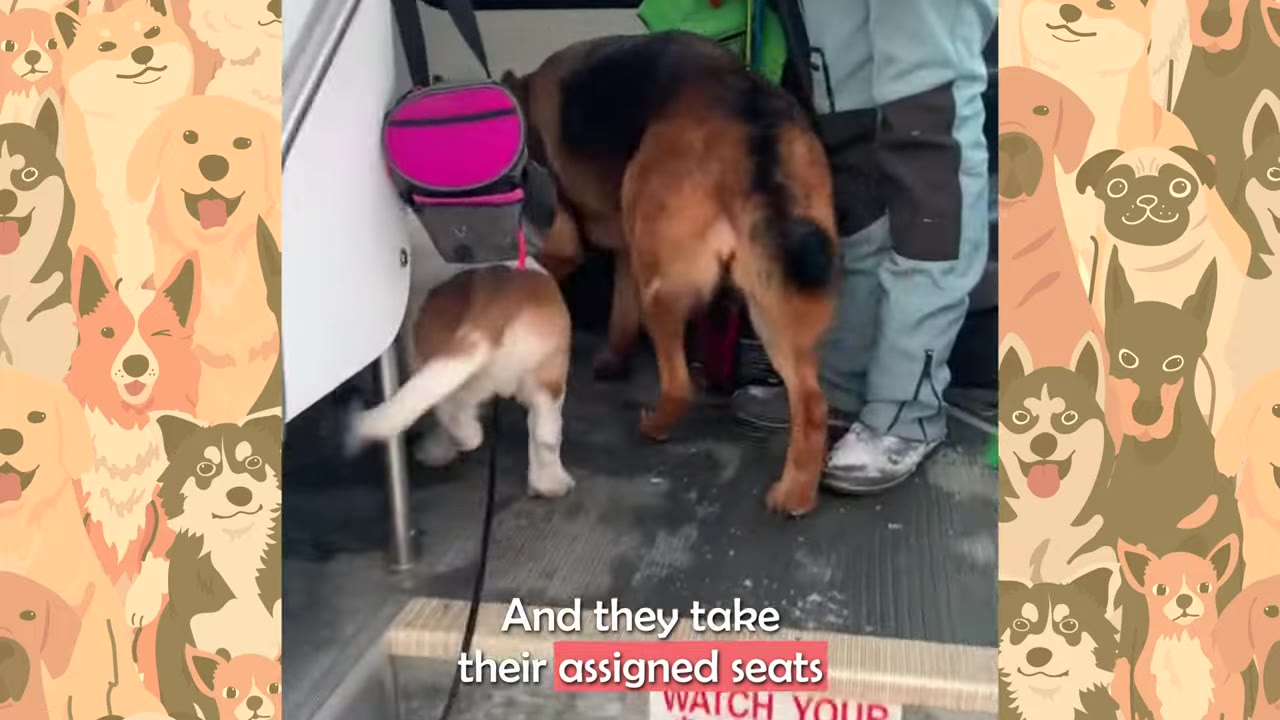 A German Shepherd and a smaller brown and white dog board a bus, with text on screen reading 'And they take their assigned seats'.