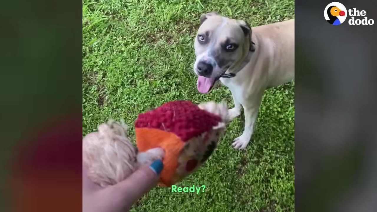 A tan and white dog with blue eyes looks up eagerly at a colorful toy held by a person's hand on a grassy lawn.