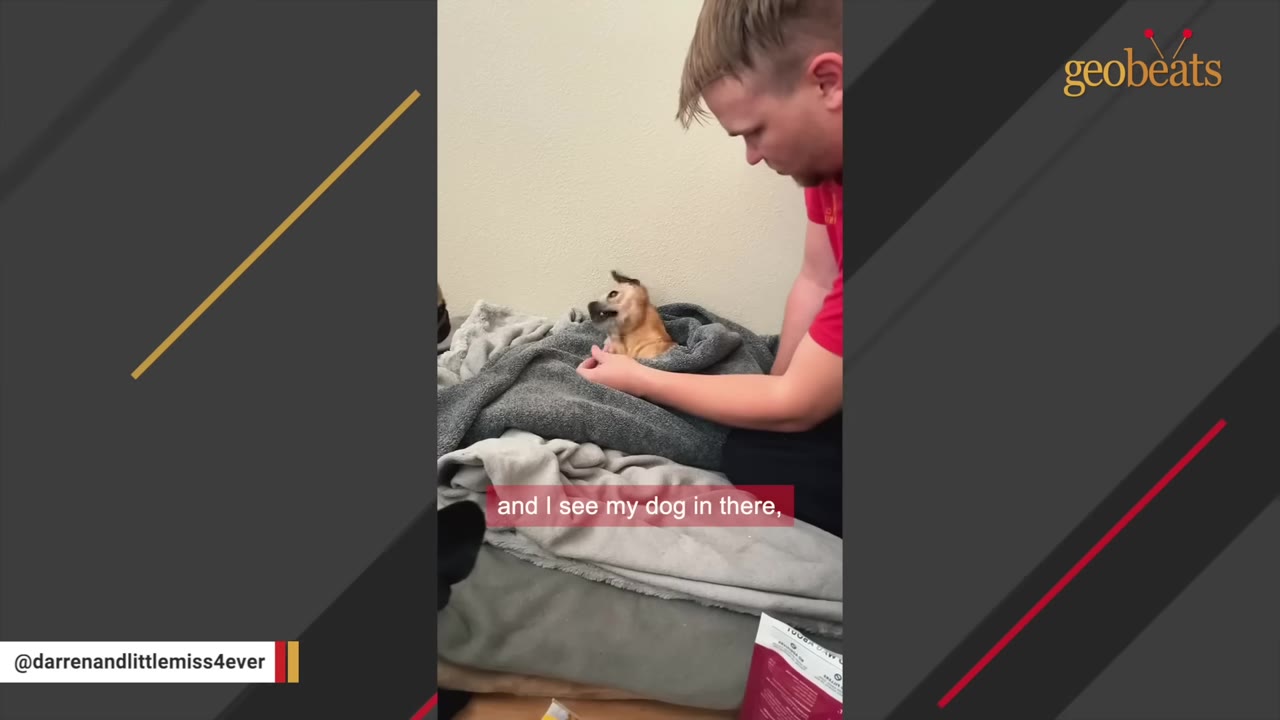 A man gently wraps a small, tan dog in a grey blanket as it rests on a bed.