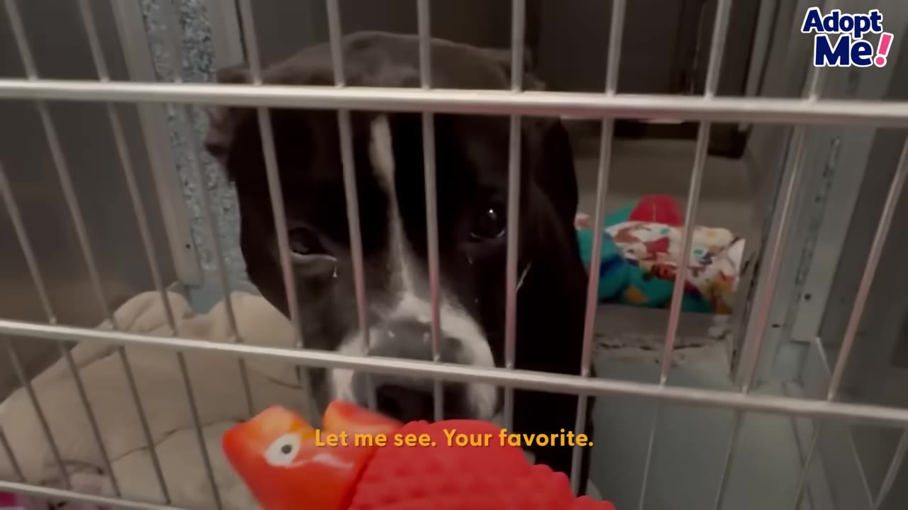 A black and white dog looks through the metal bars of its kennel at a red toy being held up in front of it.