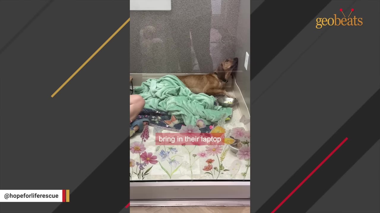 A brown dog lies in a kennel with a green blanket, while a person sits quietly on the floor nearby.