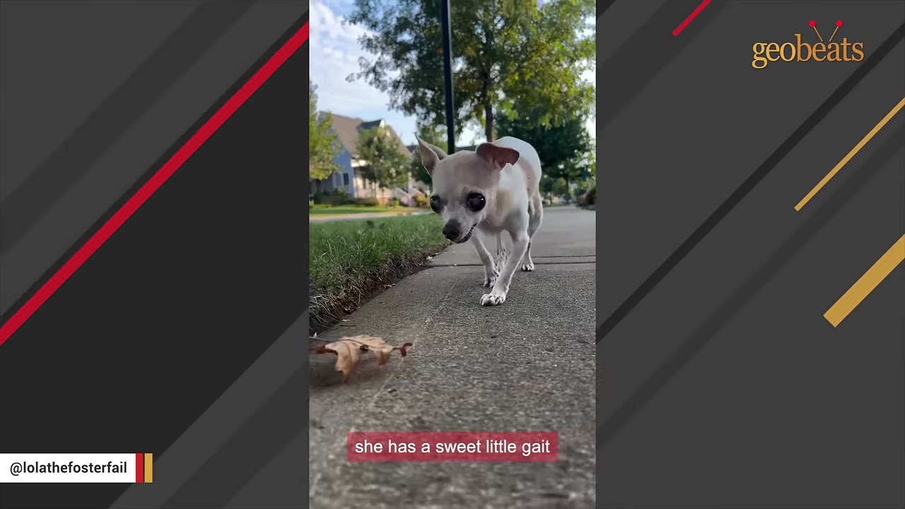 A small, light-colored Chihuahua walks forward on a concrete sidewalk, showing its unique gait.