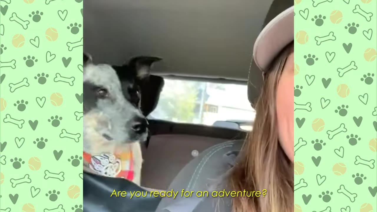 A black and white dog wearing a colorful collar sits in the back seat of a car, looking forward, next to a woman wearing a cap.