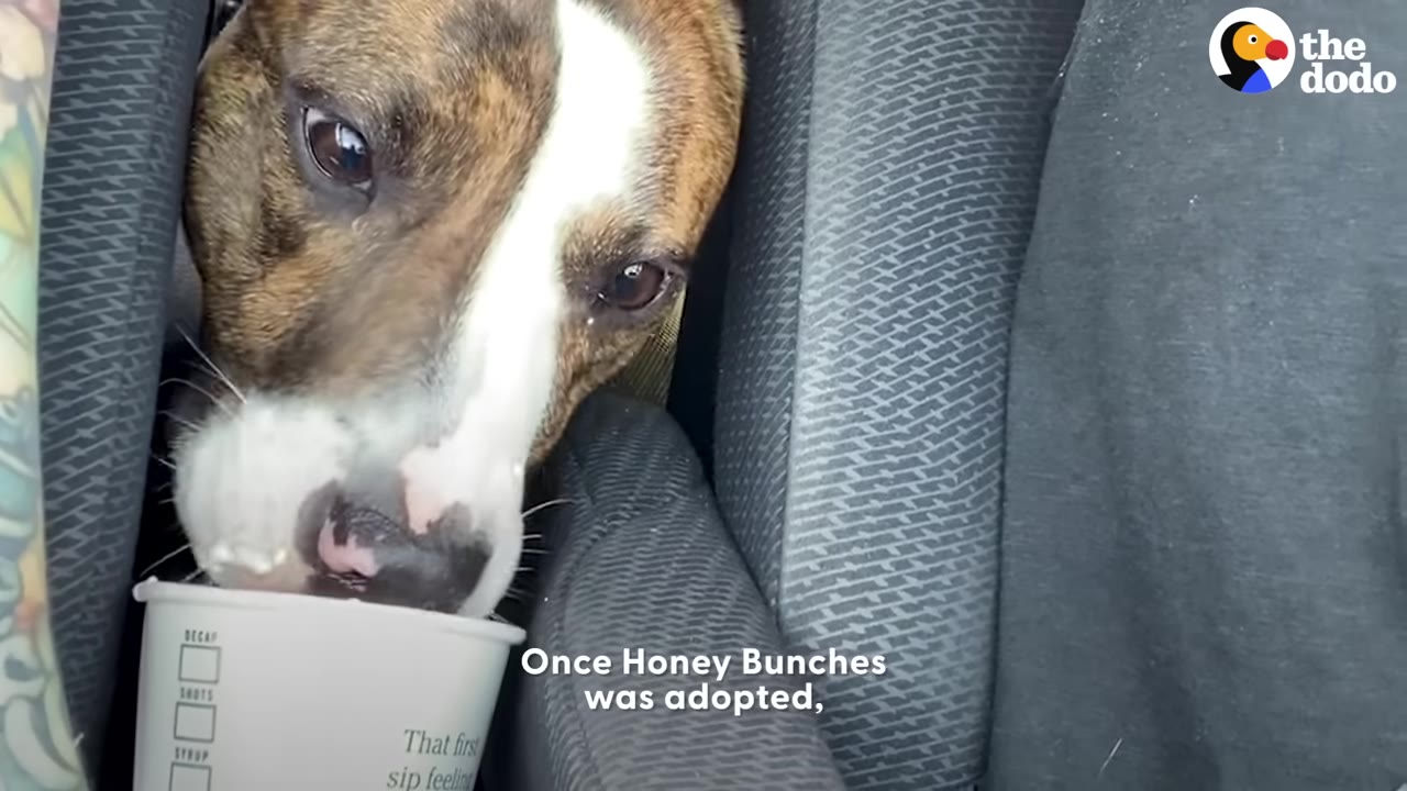A brindle and white dog peeks out from between car seats to lick whipped cream from a paper cup.