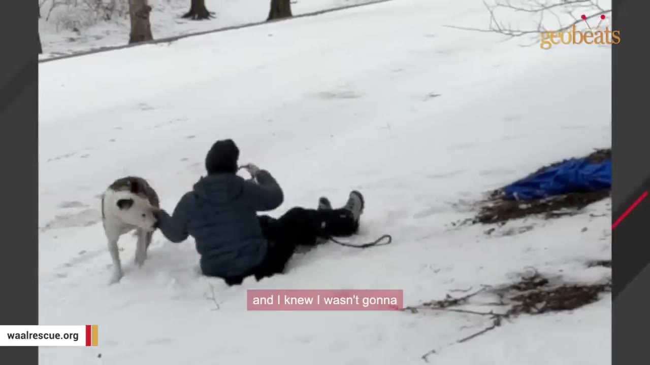 A person sitting in the snow holds a slip lead in their hands, preparing to loop it over the head of a white and brown dog standing nearby.