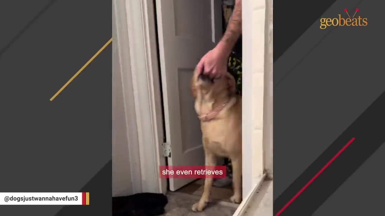 A golden retriever gently holds a man's hand in its mouth to lead him through a doorway.