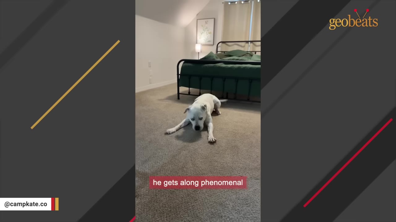 A white dog with blue eyes stretches out on a carpeted bedroom floor next to a bed with green bedding.