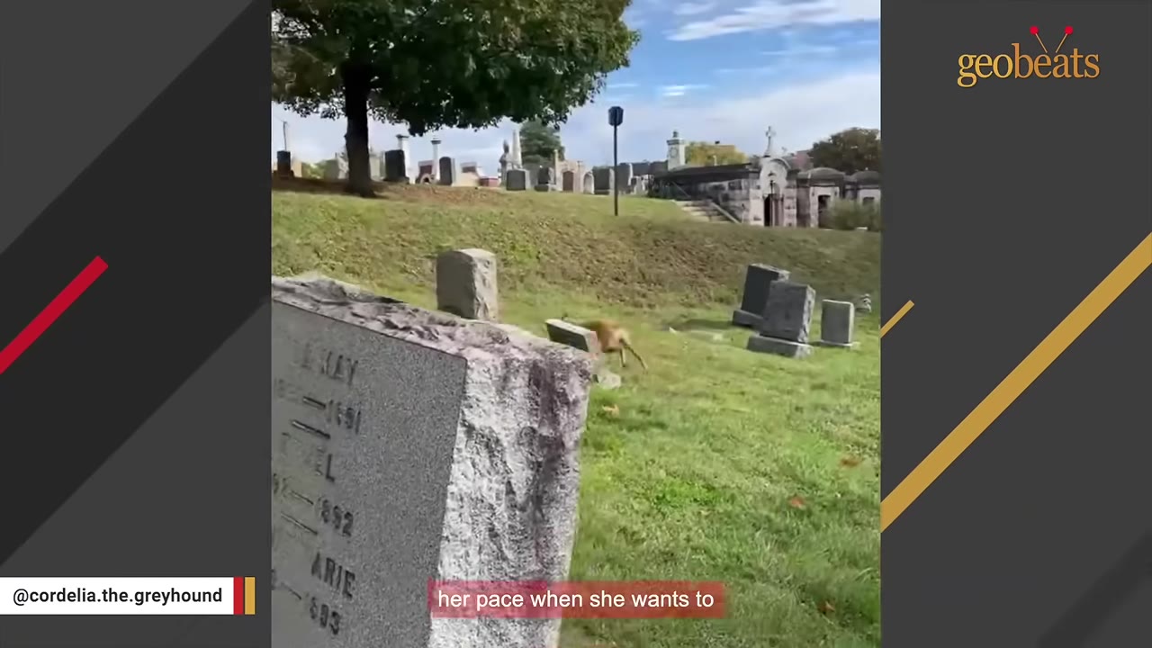 A brown greyhound running freely through a grassy cemetery with headstones.