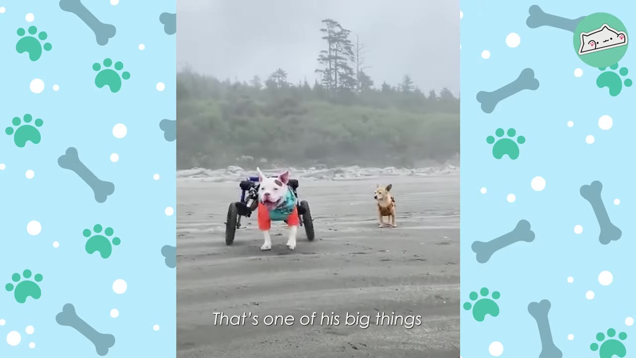 A white dog in a wheelchair running on a sandy beach next to a smaller brown dog.