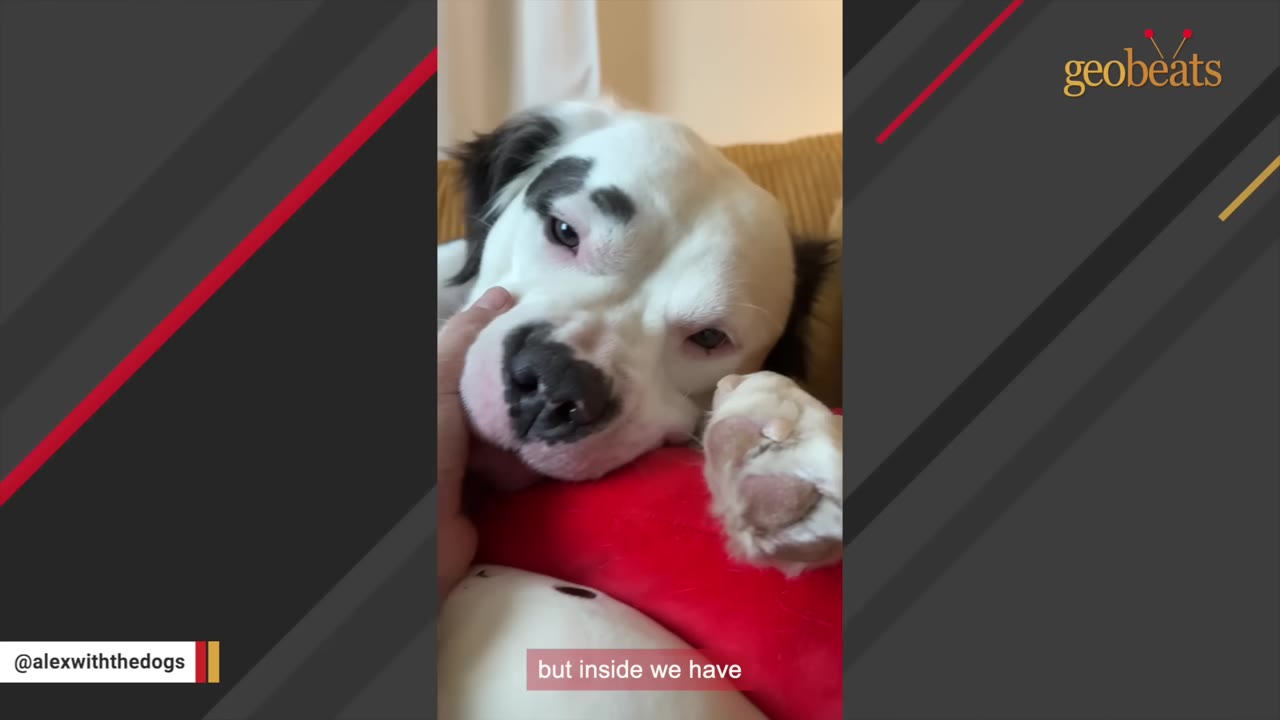 A close-up of a white dog with black patches around her eyes resting her head on a red pillow while being gently petted.