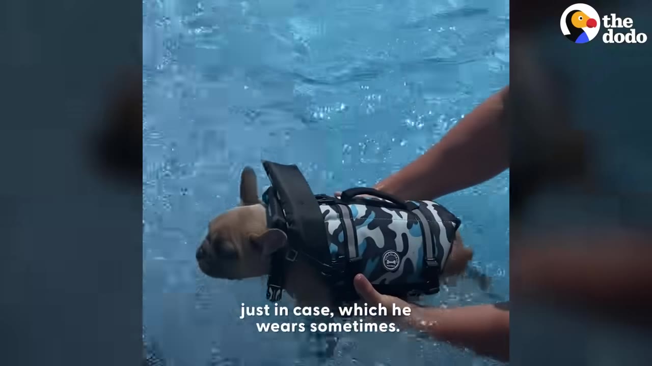 A French bulldog puppy wearing a blue camouflage life jacket is held in a swimming pool.