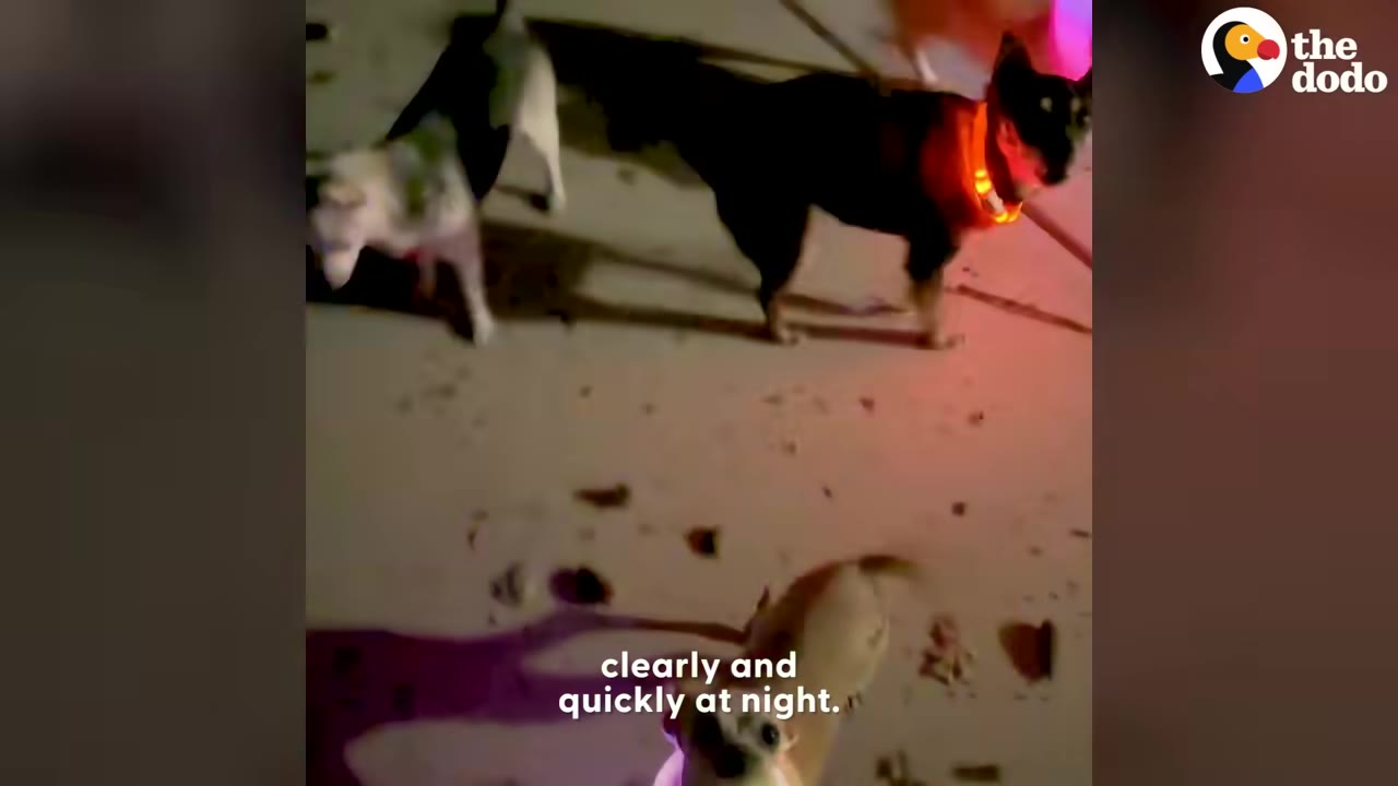 Three dogs outside at night, with one wearing a glowing orange safety collar.