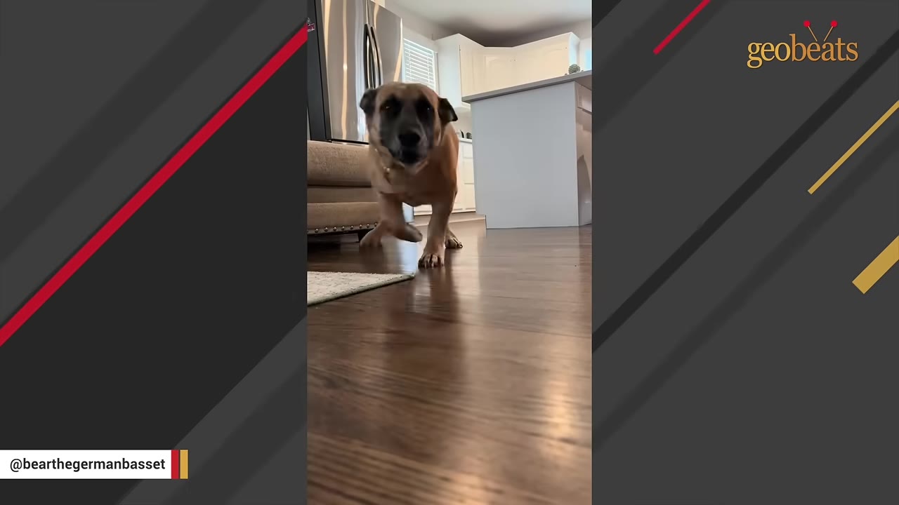 A brown dog with short legs stands on a wooden floor in a kitchen, looking forward with its mouth open as if vocalizing.
