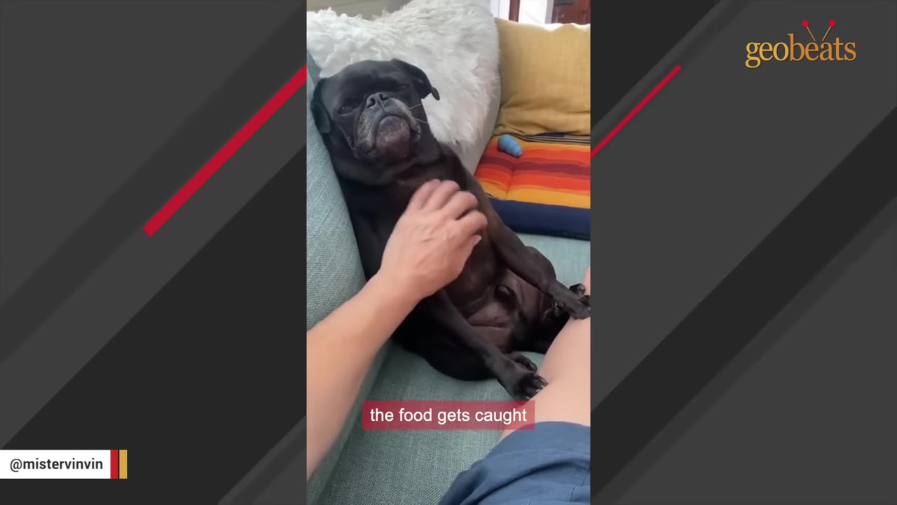 A black pug sits upright on a light blue couch while a person's hand gently rubs its chest.