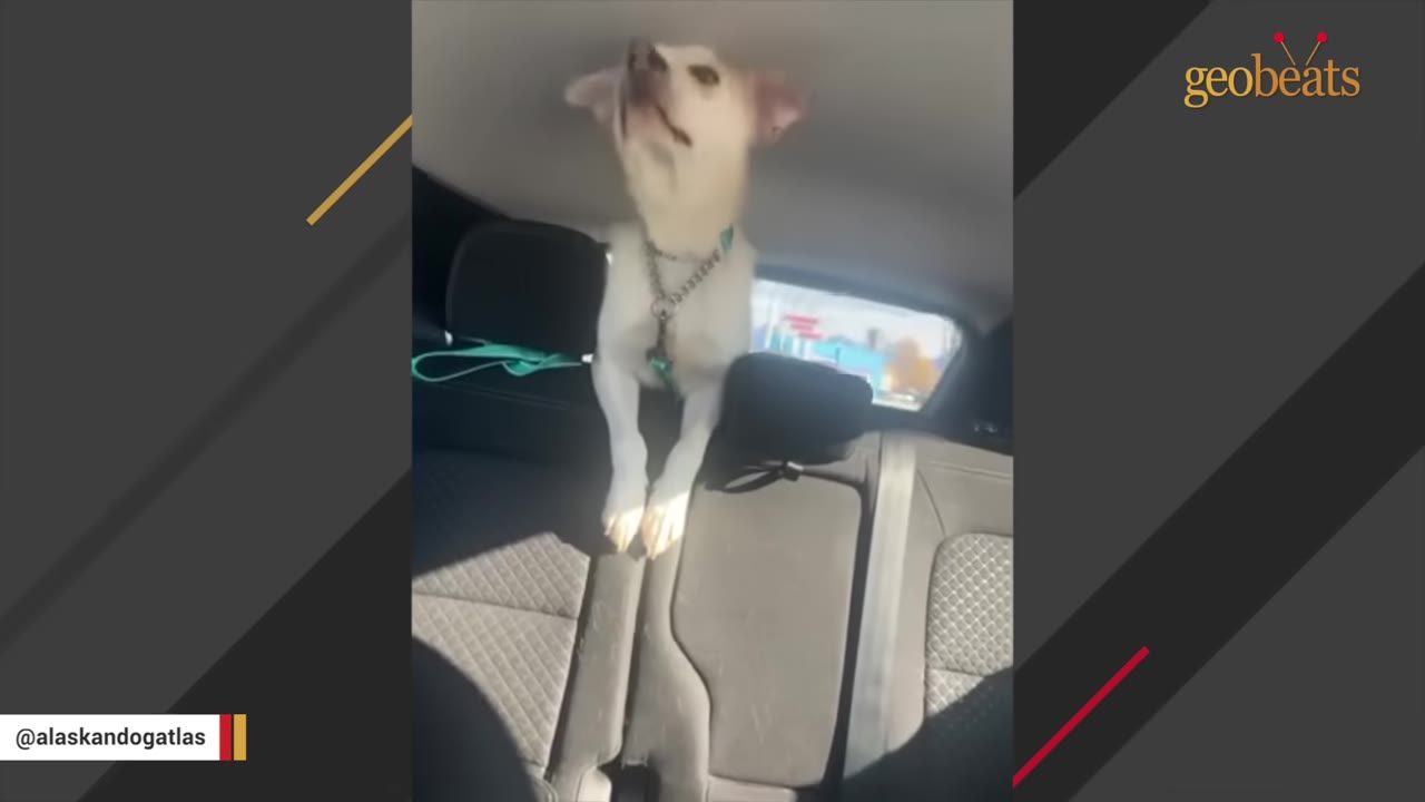 A light-colored dog stands on the back seat of a car, looking upwards.