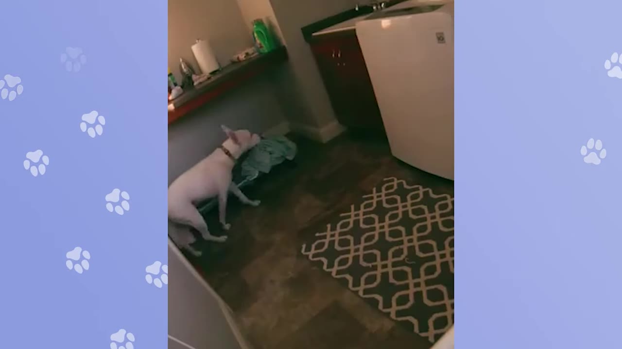 A white dog stands in a laundry room next to a washing machine, looking up towards a shelf with laundry detergent.