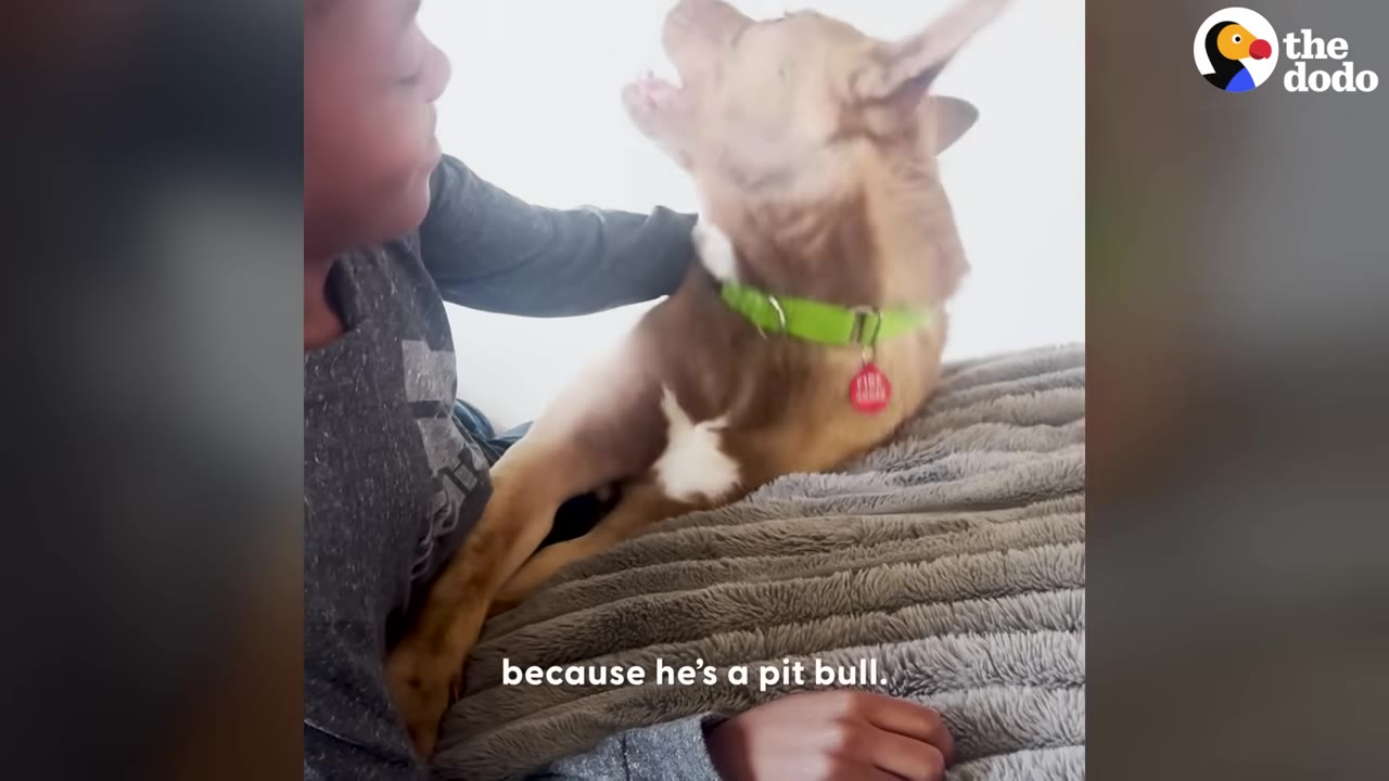 A boy gently pets a brown and white pit bull wearing a bright green collar with a red tag, as the dog looks up with its mouth slightly open.