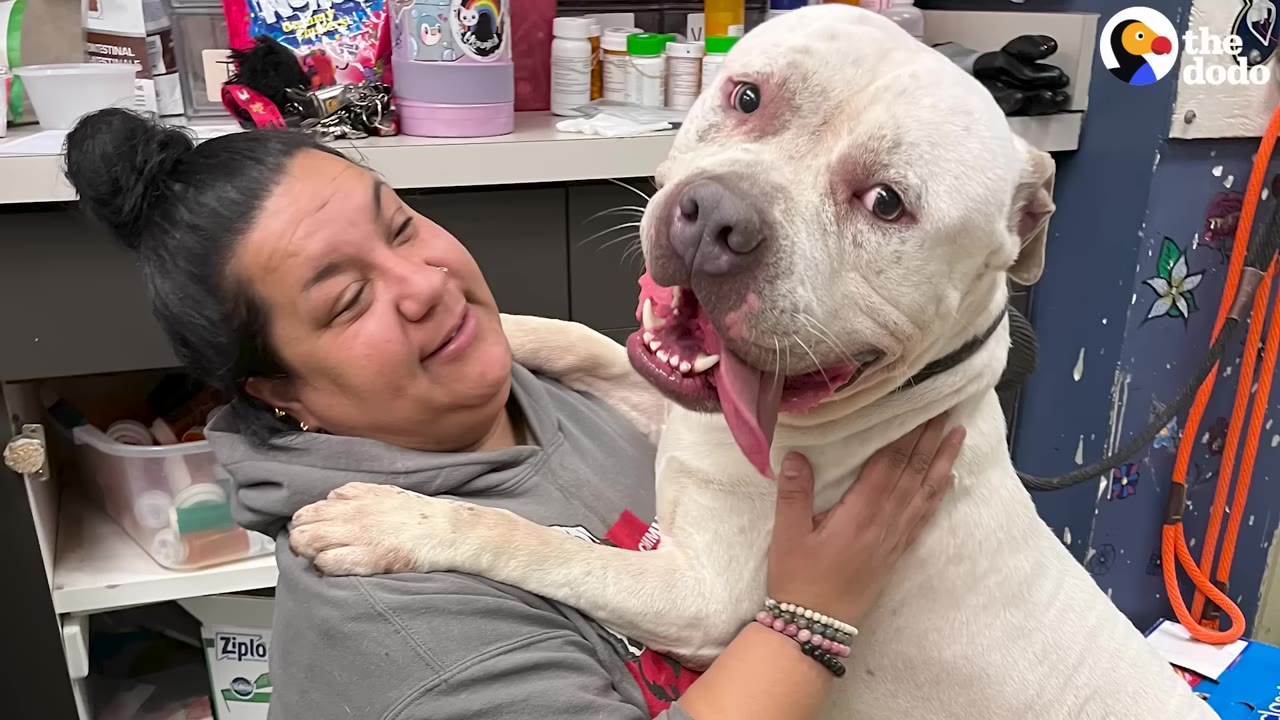 A large white dog with its paw draped over a smiling woman's shoulder as she hugs him in an office setting.
