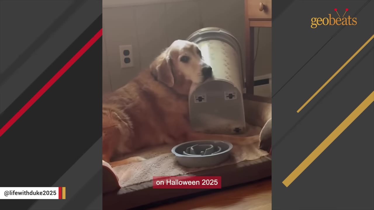 A golden retriever lies on its dog bed next to a tipped-over plastic container and a slow feeder bowl, looking towards the camera with a sad expression.