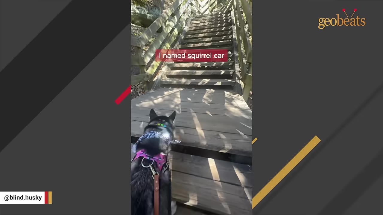 A black and white dog wearing a pink harness walks up a flight of wooden outdoor stairs.
