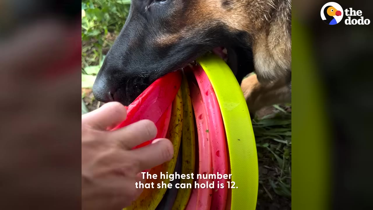 A close-up shot of a German Shepherd holding a large stack of colorful, flexible flying discs in its mouth as a hand holds the other end.