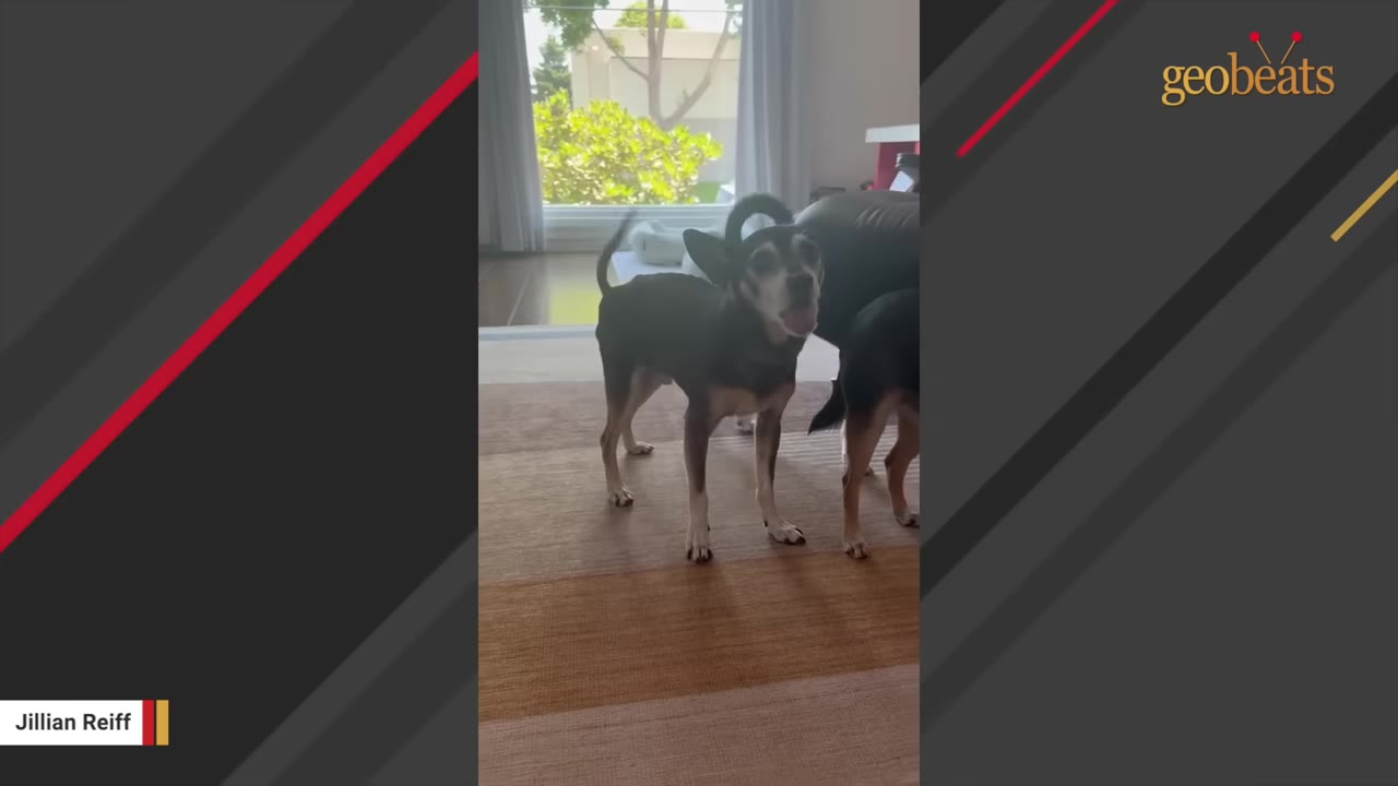 A small black and tan dog stands on a striped rug inside a living room, looking alertly towards the camera.