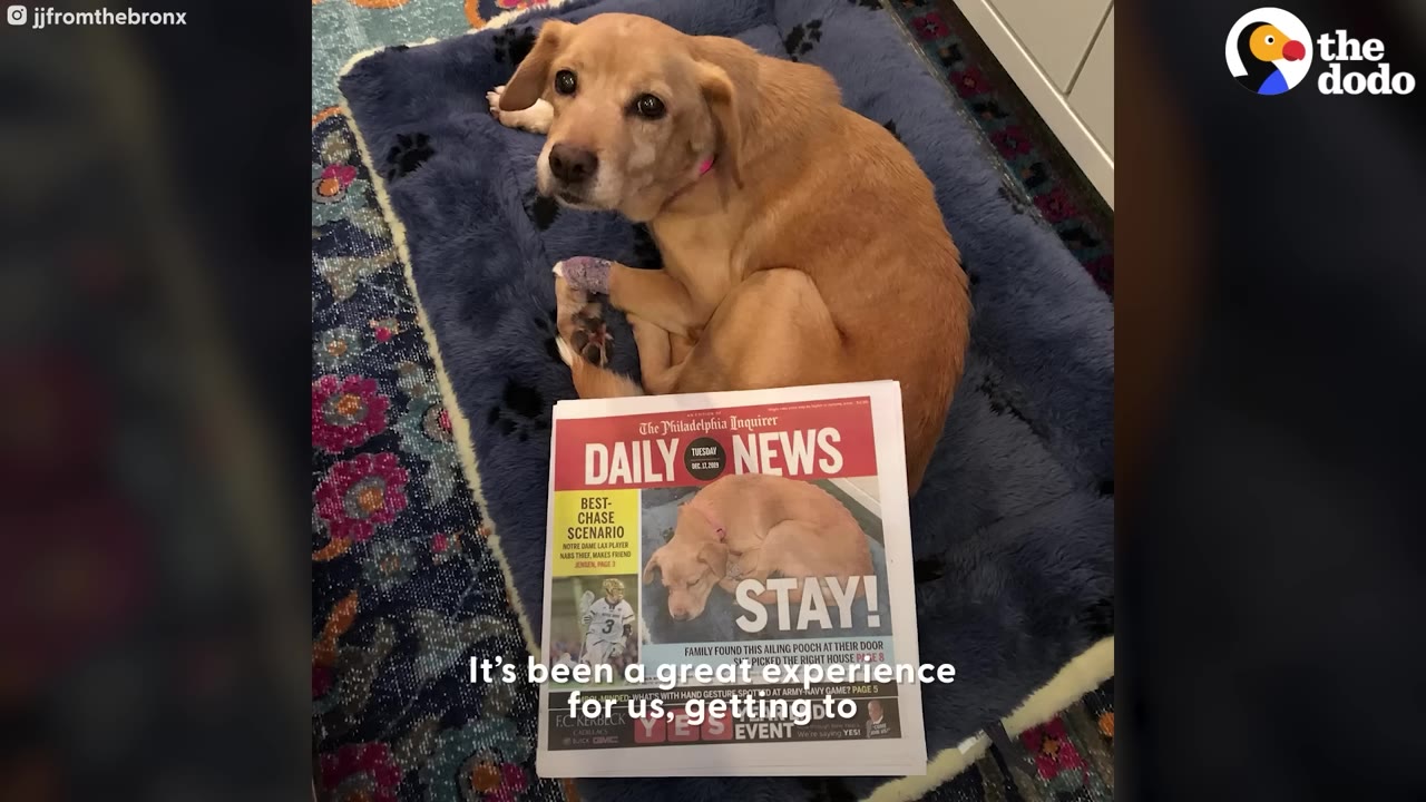 A golden dog with a pink collar lies on a blue dog bed next to a newspaper featuring her picture.