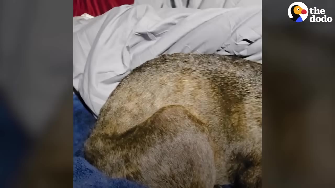 A brindle dog curled up tightly on a bed with grey and blue blankets, hiding its face.