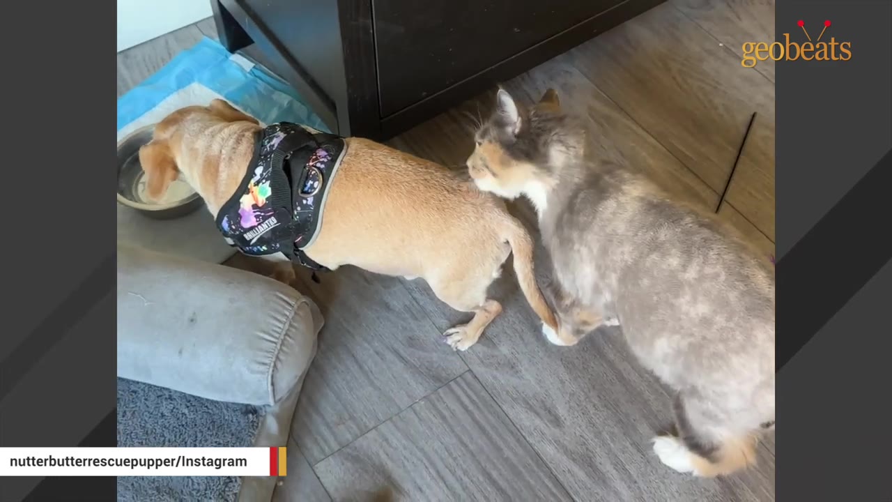 A small tan dog wearing a colorful harness stands next to a grey and white cat on a wooden floor inside a home.