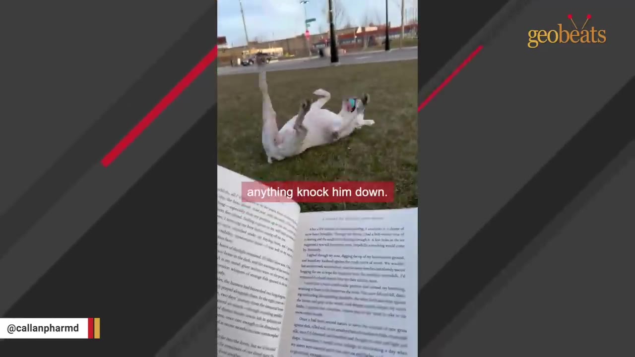 A white dog rolling on its back in the grass, viewed through a split screen with an open book in the foreground.