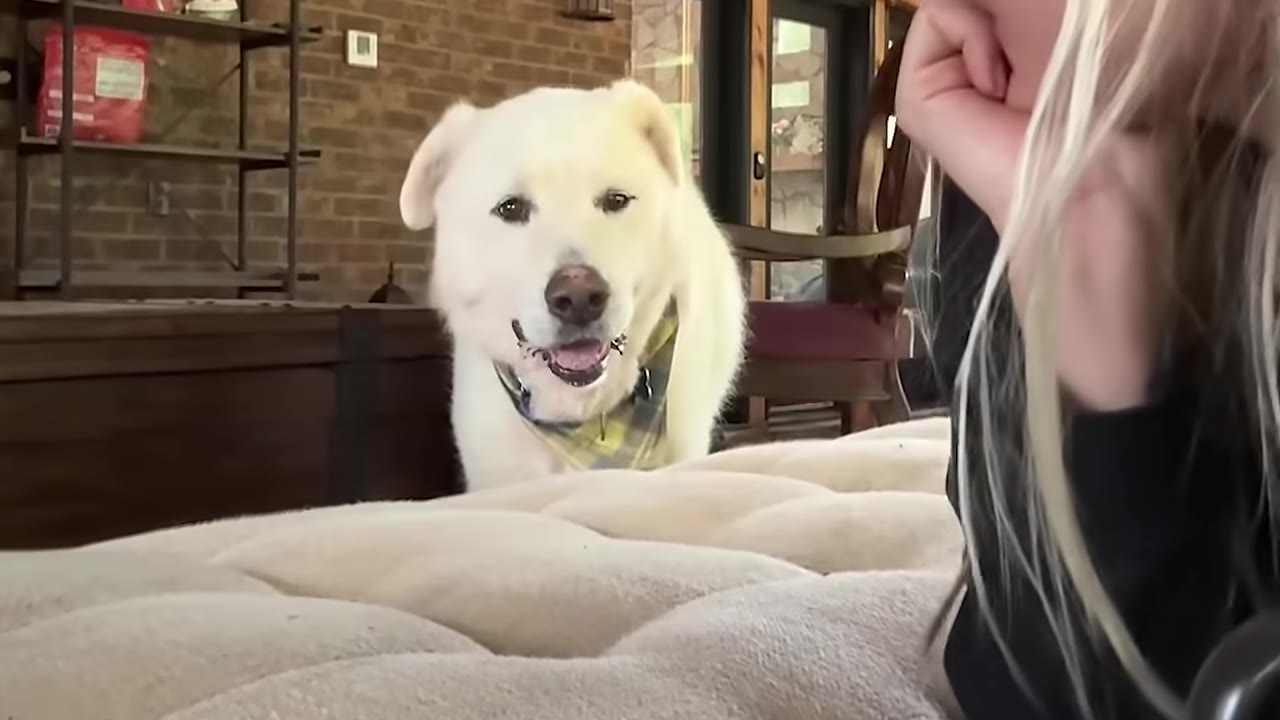 A fluffy white dog named Cloud wearing a plaid bandana looks forward with a gentle expression toward a blonde woman in the foreground.