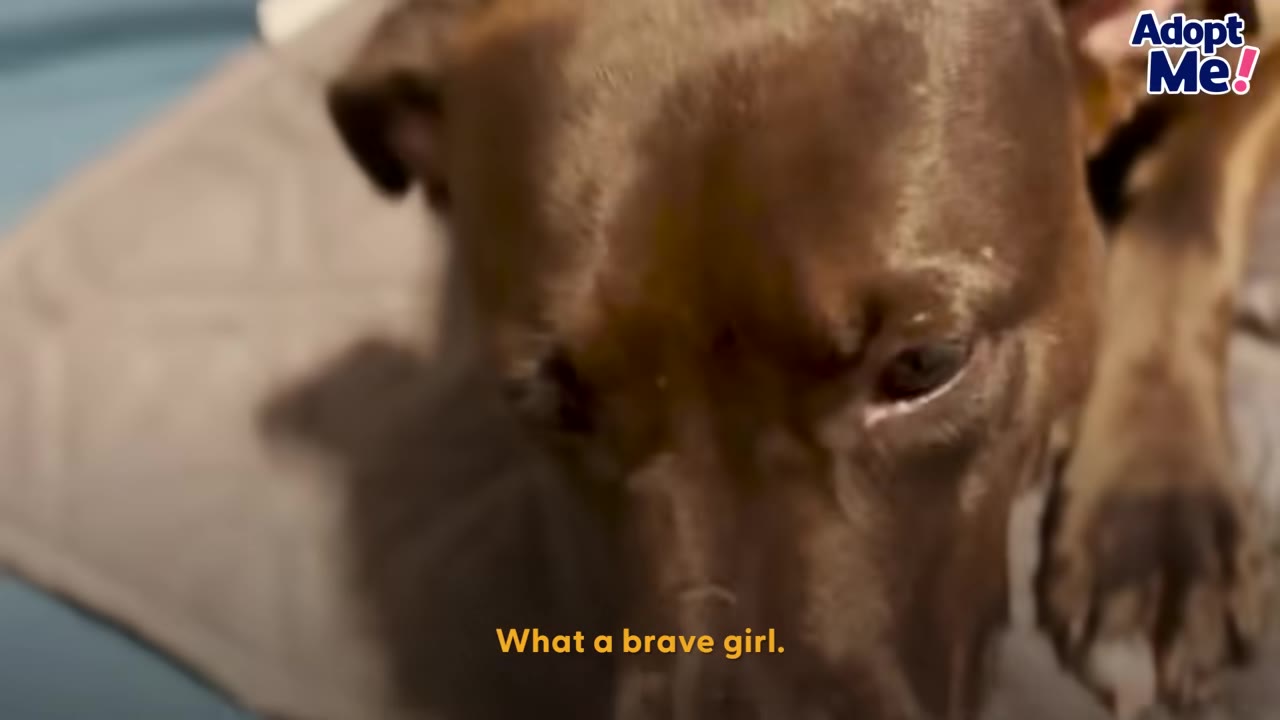 A close-up shot of a brown dog looking down with a gentle expression, with the text 'What a brave girl.' on the screen.