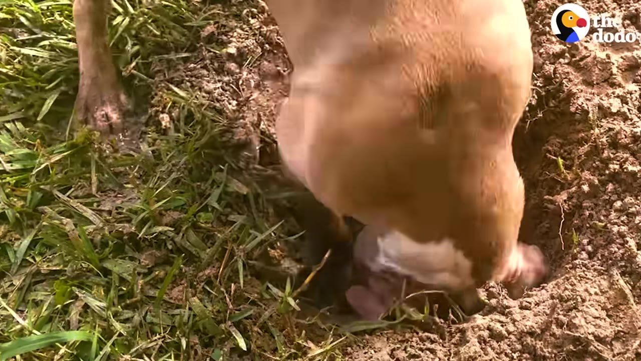 A close-up shot of a tan and white dog with its snout buried deep into a hole in the dirt, actively digging.