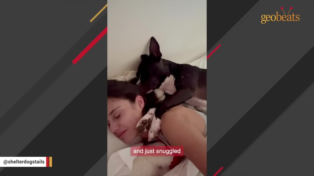 A black and white dog snuggles close to a woman lying in bed, resting its head near hers on the pillow.