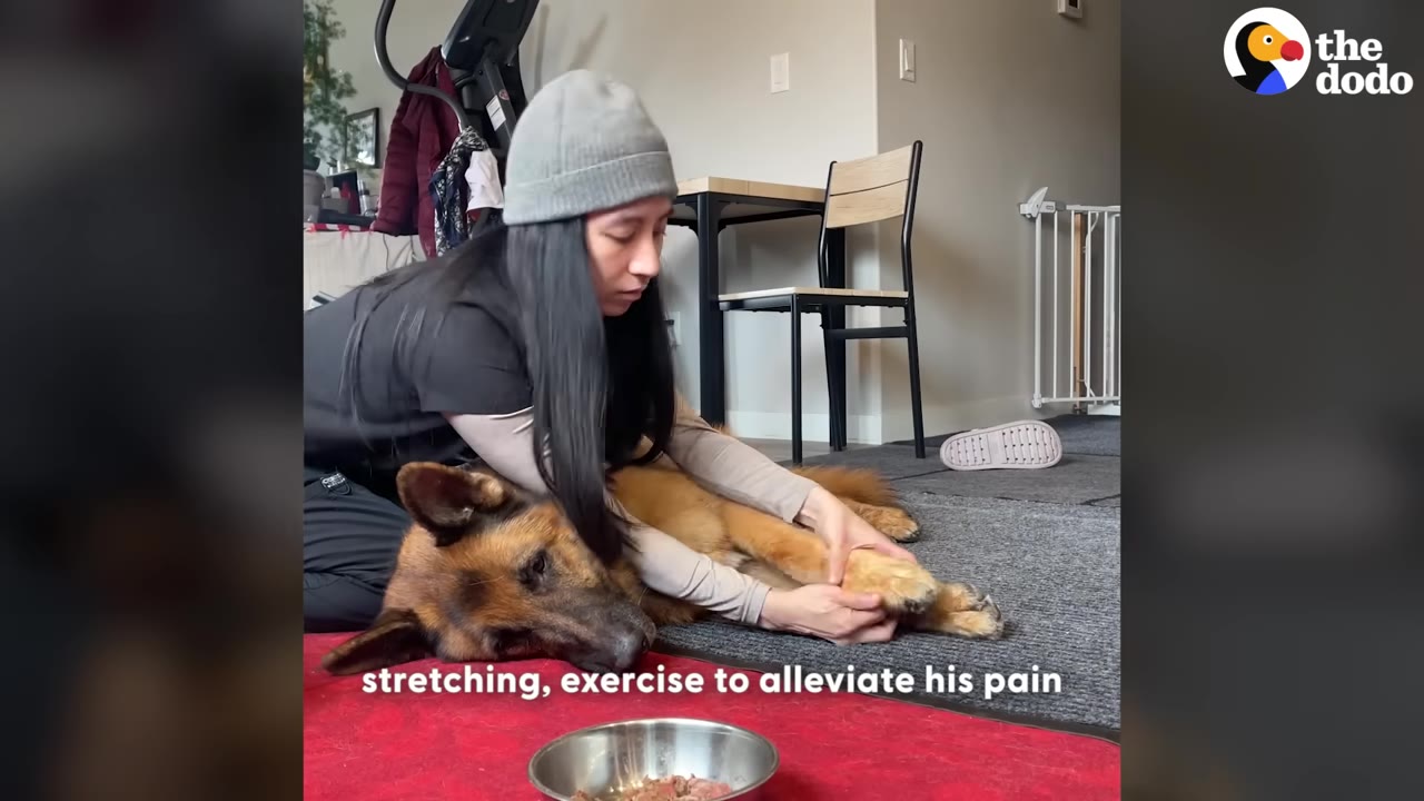 A woman wearing a grey beanie gently stretches and massages the front leg of a senior German Shepherd lying on a rug.