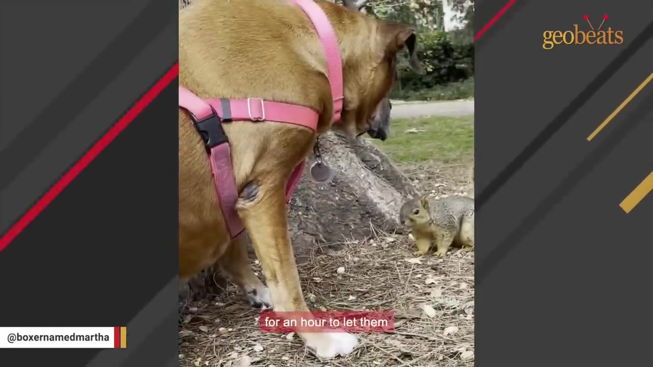 A brown dog wearing a pink harness stands still, looking down at a small squirrel on the ground that is looking back up at the dog.