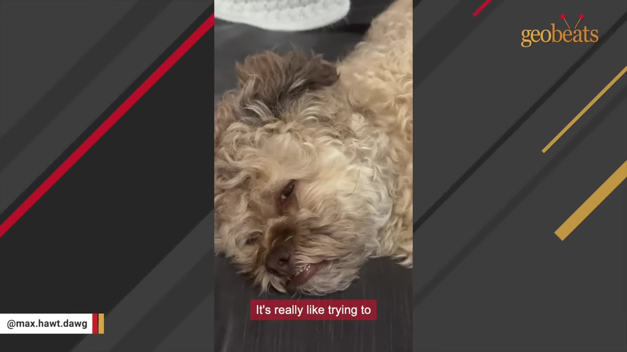 A fluffy, light brown dog lies on a dark surface, looking sleepy and stubborn with half-closed eyes.