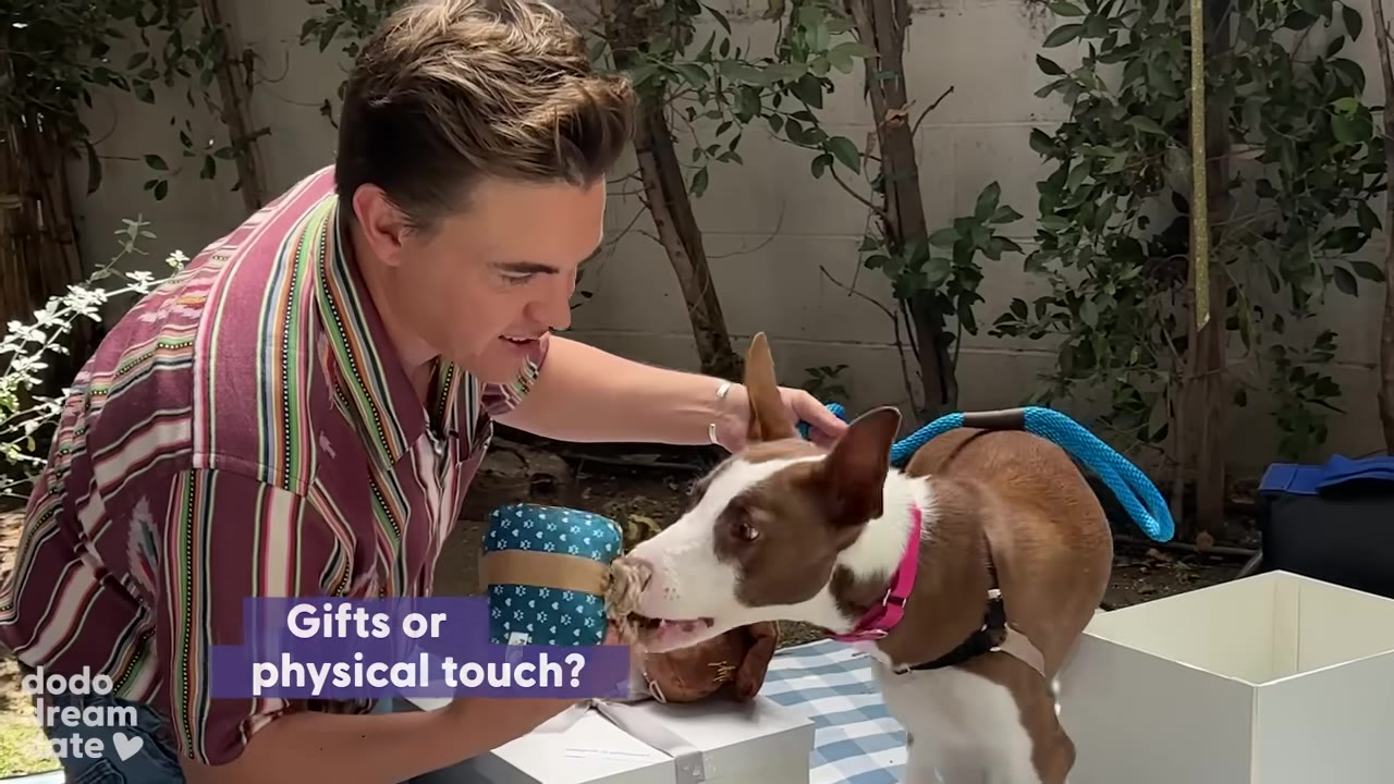 A person in a striped shirt holds a small blue patterned gift box for a brown and white dog to sniff, with text overlay reading 'Gifts or physical touch?'.