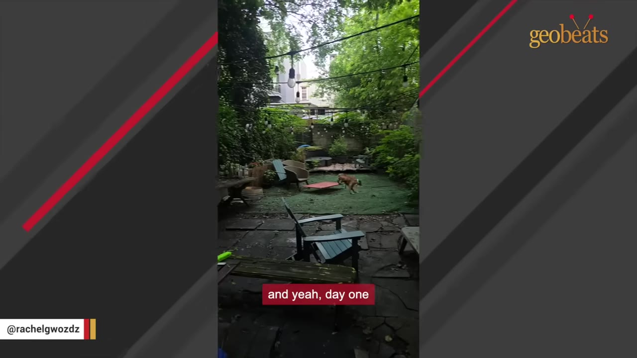 A brown and white dog running across a grassy backyard with patio furniture and string lights overhead.