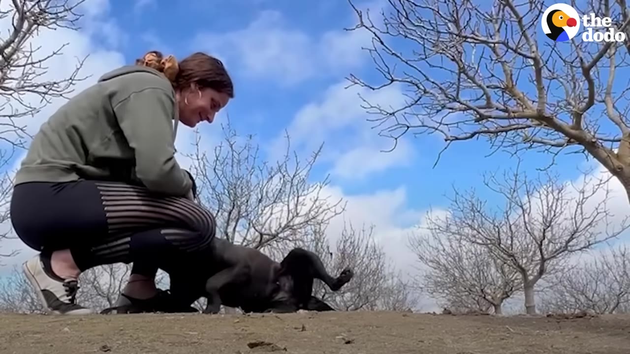 A woman in a green hoodie crouches on the ground next to a black dog rolling happily on its back under a blue sky with bare trees.