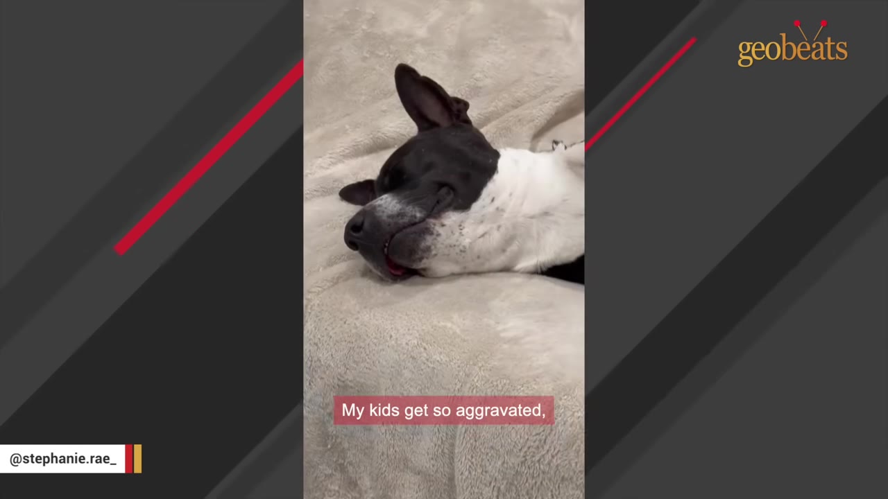 A black and white dog lying down on a light-colored blanket with a subtitle that reads 'My kids get so aggravated,'.