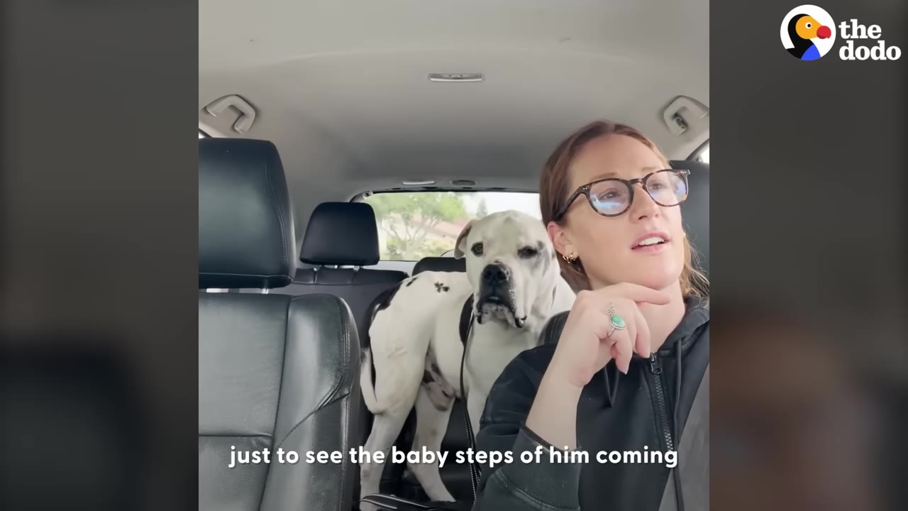 A white dog with black spots stands cautiously in the back seat of a car, looking forward with a nervous expression, while a woman with glasses sits in the driver's seat.