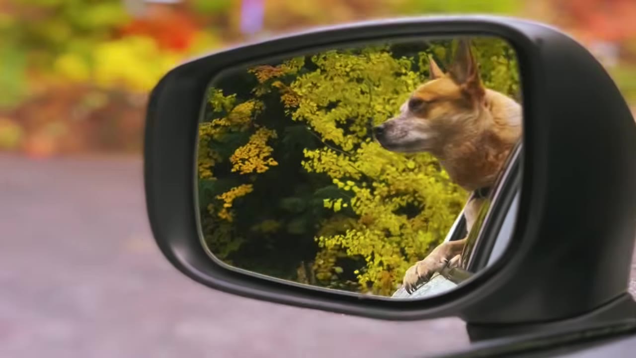 A reflection in a car's side mirror shows a tan dog with its head and front paw leaning out of the window against a background of bright yellow flowers.