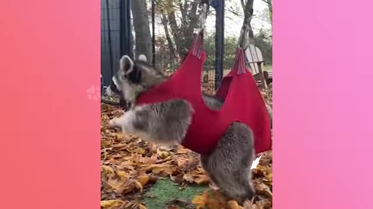 A raccoon wearing a red harness is suspended in the air, gliding over a bed of autumn leaves.