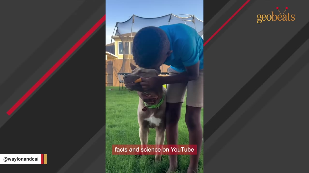 A young boy in a blue shirt bends over to carefully brush the teeth of a tan dog standing on a grassy lawn.