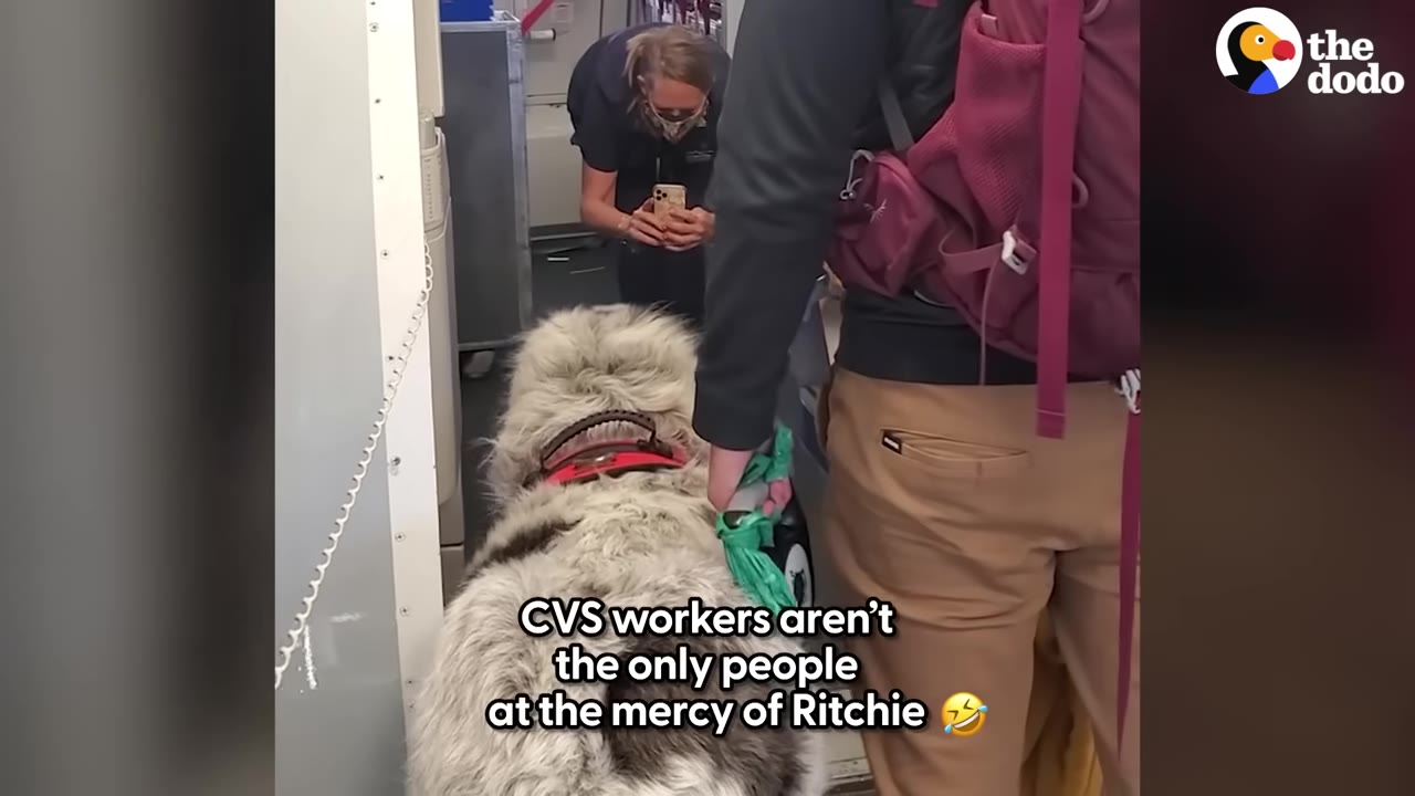 A large, fluffy grey and white dog walks down the aisle of an airplane while a flight attendant smiles and takes a photo of him with her phone.