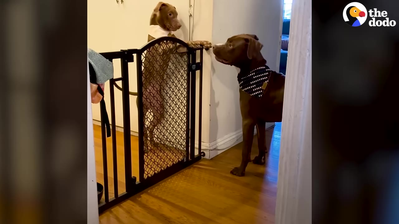 Two brown dogs looking at each other from opposite sides of a black pet gate in a hallway.