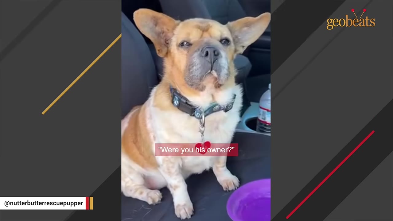 A small, light brown and white dog with large ears sits in a car seat wearing a collar with a heart-shaped tag, with the subtitle 'Were you his owner?' displayed on screen.
