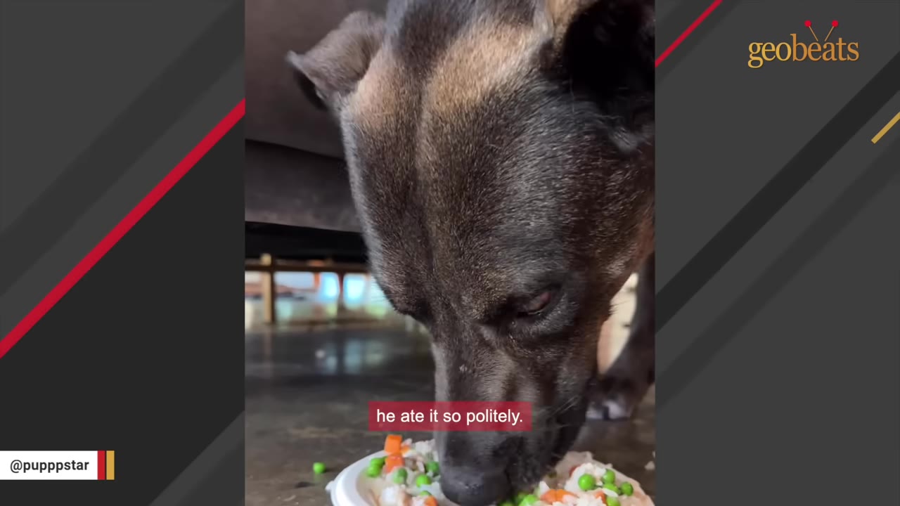A close-up of a dark-furred dog eating a meal of rice, peas, and carrots from a white plate on the floor.